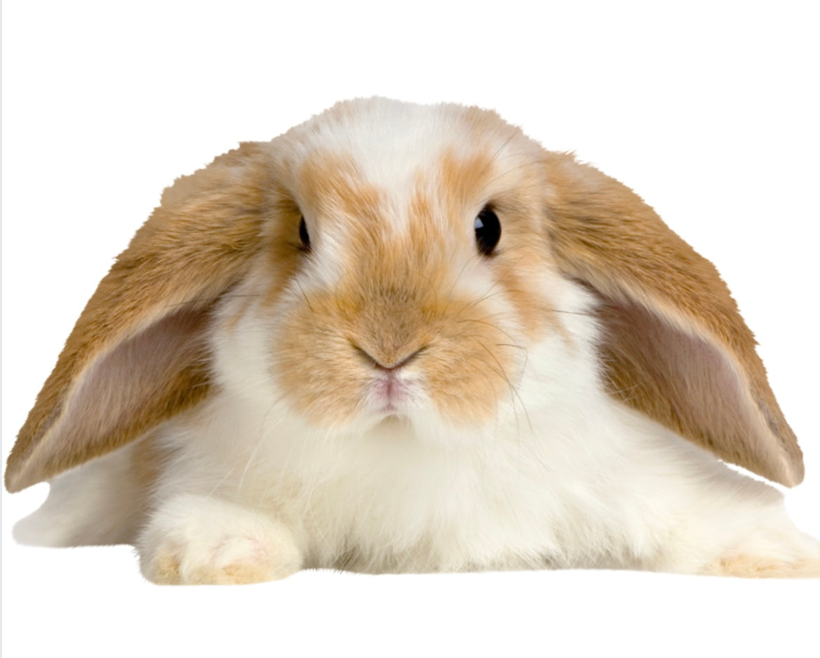 Lil' Critter: Timothy Hay, Daisies, Clover & Dandelion Greens