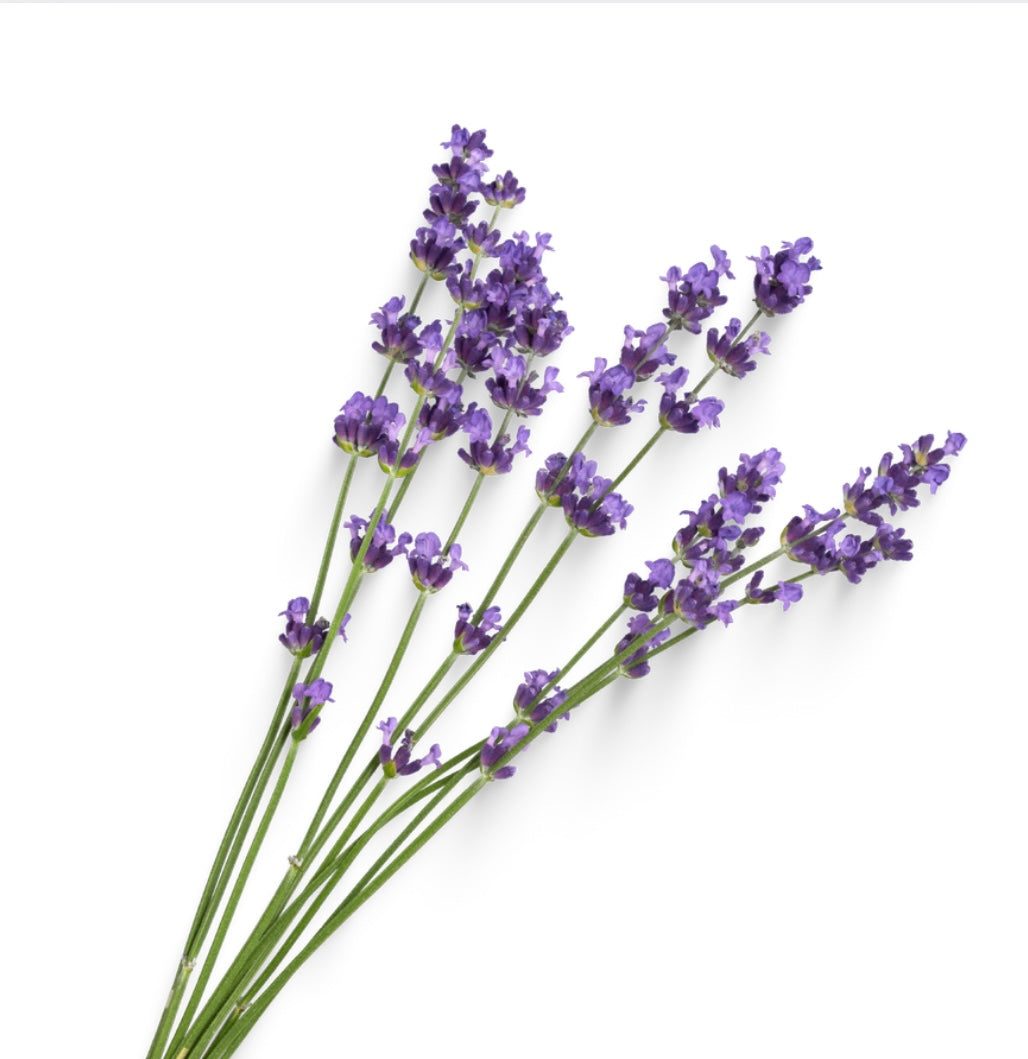 Foot Magic: Tallow Sugar Scrub- Calming Lavender. Simple, Soft, Lavender